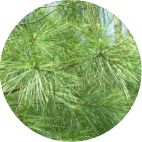 Pinus Strobus