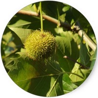 Platanus Acerifolia