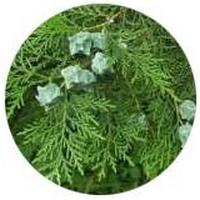 Platycladus Orientalis