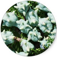 Platycladus Orientalis