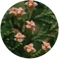 Platycladus Orientalis