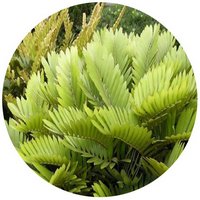 Podocarpus Macrophyllus