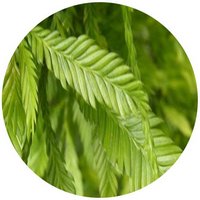 Podocarpus Imbricatus