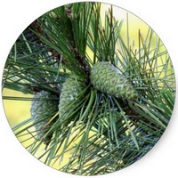 Pseudotsuga Menziesii -Pino Douglas o Abeto Douglas