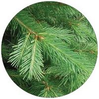 Pseudotsuga Menziesii -Pino Douglas o Abeto Douglas