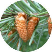 Pseudotsuga Menziesii -Pino Douglas o Abeto Douglas