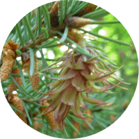 Pseudotsuga Menziesii -Pino Douglas o Abeto Douglas