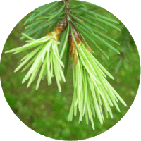 Pseudotsuga Menziesii -Pino Douglas o Abeto Douglas