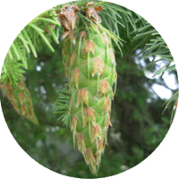 Pseudotsuga Menziesii - Pino Douglas o Abeto Douglas