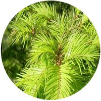 Pseudotsuga Sinensis - Douglasia