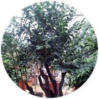 Pterocarpus Indicum - Indian Kino