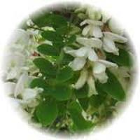 Robinia Pseudoacacia