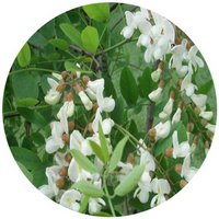 Robinia Pseudoacacia