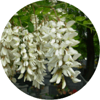Robinia Pseudoacacia