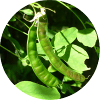 Robinia Pseudoacacia