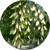 Robinia Pseudoacacia