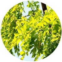 Robinia Pseudoacacia