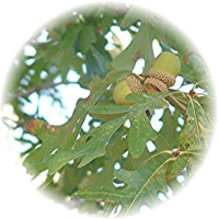 Encina-Artea - Chêne - Oak