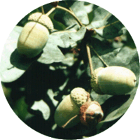 Roble: Quercus Robur