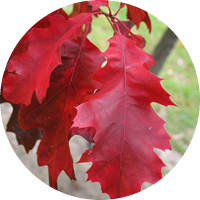 Roble: Quercus Rubra