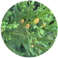 Sabina Chinensis - Juniperus Chinensis