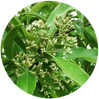 Santalum Austrocaledonicum