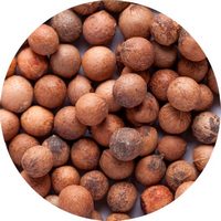 Santalum Spicatum Seeds