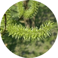 Salix Caprea