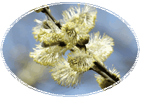 Salix Caprea - Goat Willow