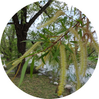 Salix Humboldtiana - Sauce Criollo
