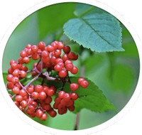 Sauco - Sambucus - Sureau