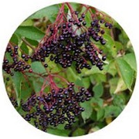 Bayas de Sauco - Sambucus Nigra