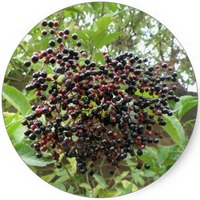 Bayas de Sauco - Sambucus Nigra