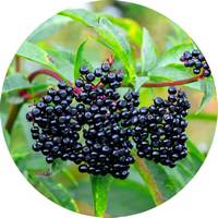 Bayas de Sauco - Sambucus Nigra