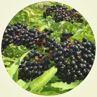 Bayas de Sauco - Sambucus Nigra