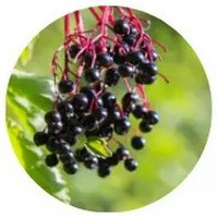 Elderberry - Bayas de Sauco - Sambucus Nigra