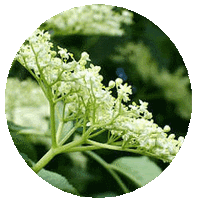 Sauco - Sambucus Nigra