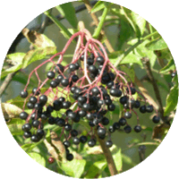 Sauco - Sambucus Nigra