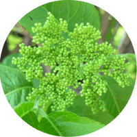 Sauco - Sambucus Nigra