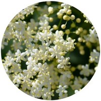 Sauco - Sambucus Nigra