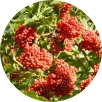 Sambucus Racemosa