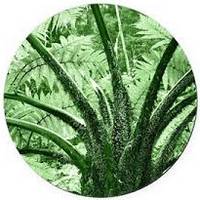 Schefflera Actinophylla