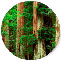 Sequoia Sempervirens