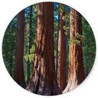 Sequoia Sempervirens