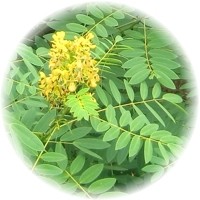 Senna Fistula