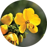 Senna Fistula