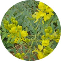 Cassia - Senna