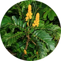 Senna Alata