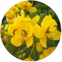 Senna - Cassia Angustifolia