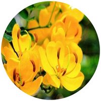 Senna o Cassia Bicapsularis